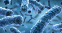 Probiotics