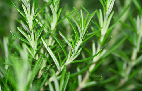 Rosemary Extract
