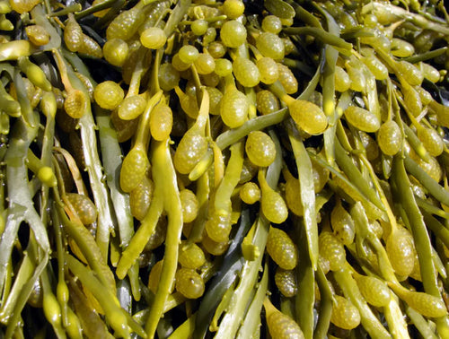 Brown Algae (Ascophyllum Nodosum)