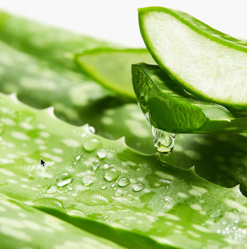 Aloe Vera