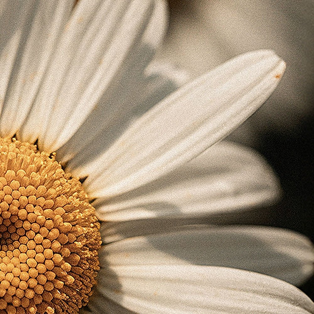 Manuka Honey Chamomile Tallow Body Balm - oonunu